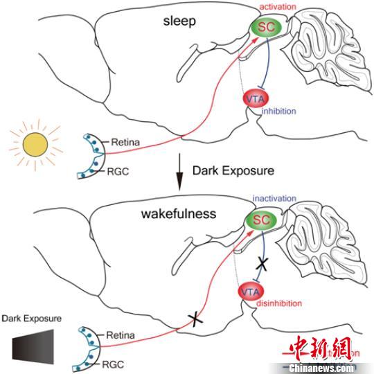 中国学者率先揭示生物钟紊乱、睡眠障碍背后机制