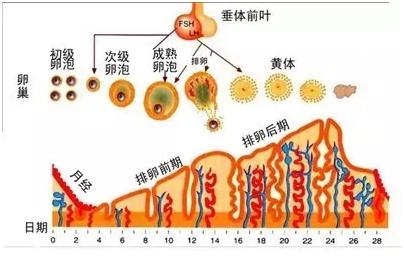 真相了子宮內膜厚度和懷孕也有關係