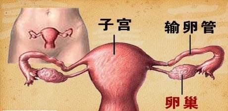 输卵管位置腹部图片